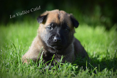 CHIOT