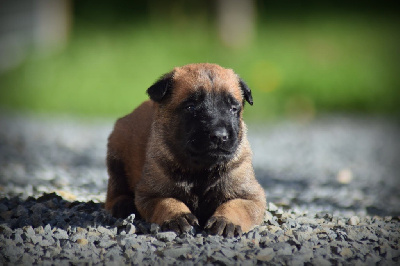 CHIOT