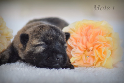 CHIOT