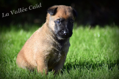 CHIOT
