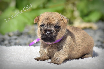 CHIOT