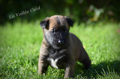 CHIOT