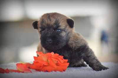 CHIOT
