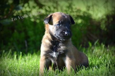 CHIOT