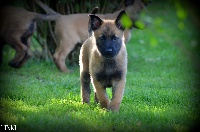LINKI