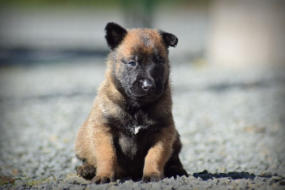 CHIOT