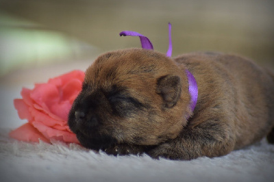 CHIOT