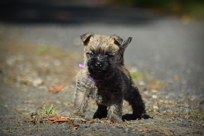 CHIOT