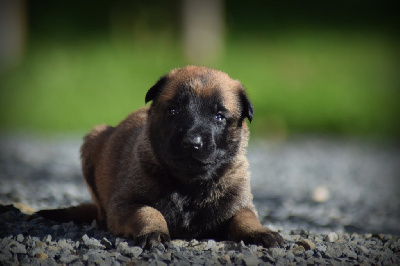CHIOT