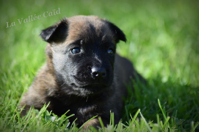 CHIOT