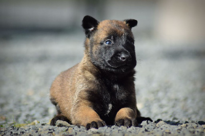 CHIOT