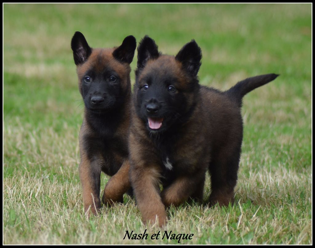 Chiot Berger Belge de la vallée Caid