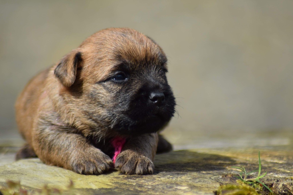 Chiot Cairn Terrier de la vallée Caid