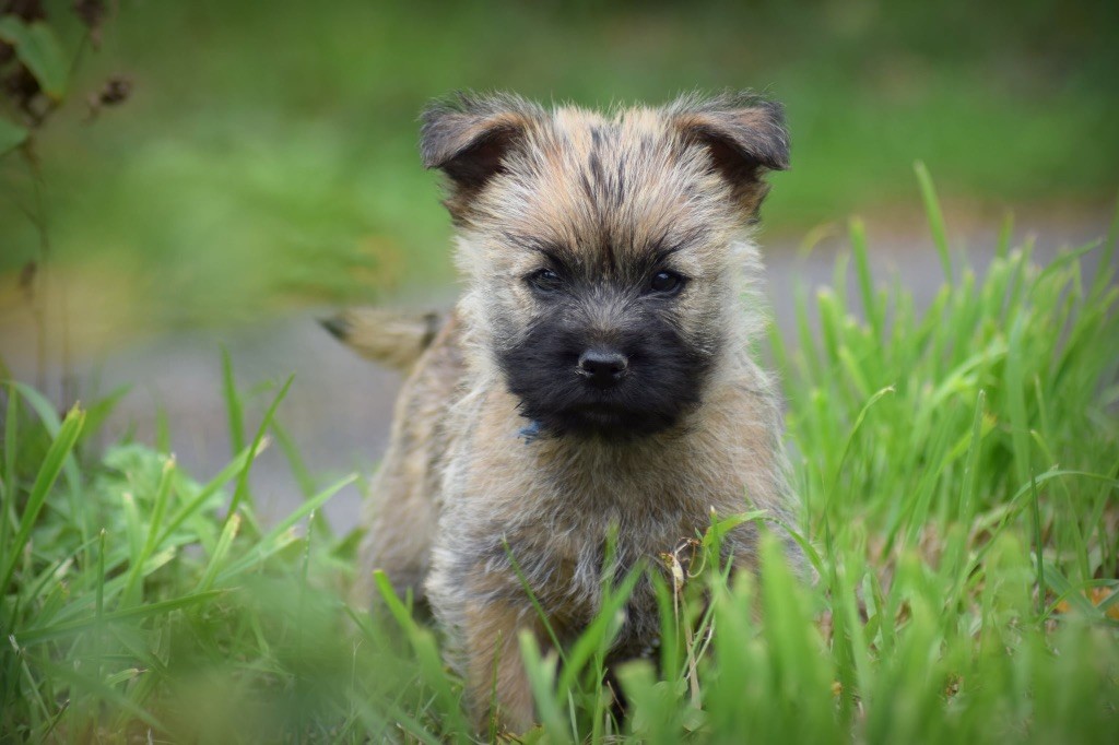 de la vallée Caid - Chiots disponibles - Cairn Terrier