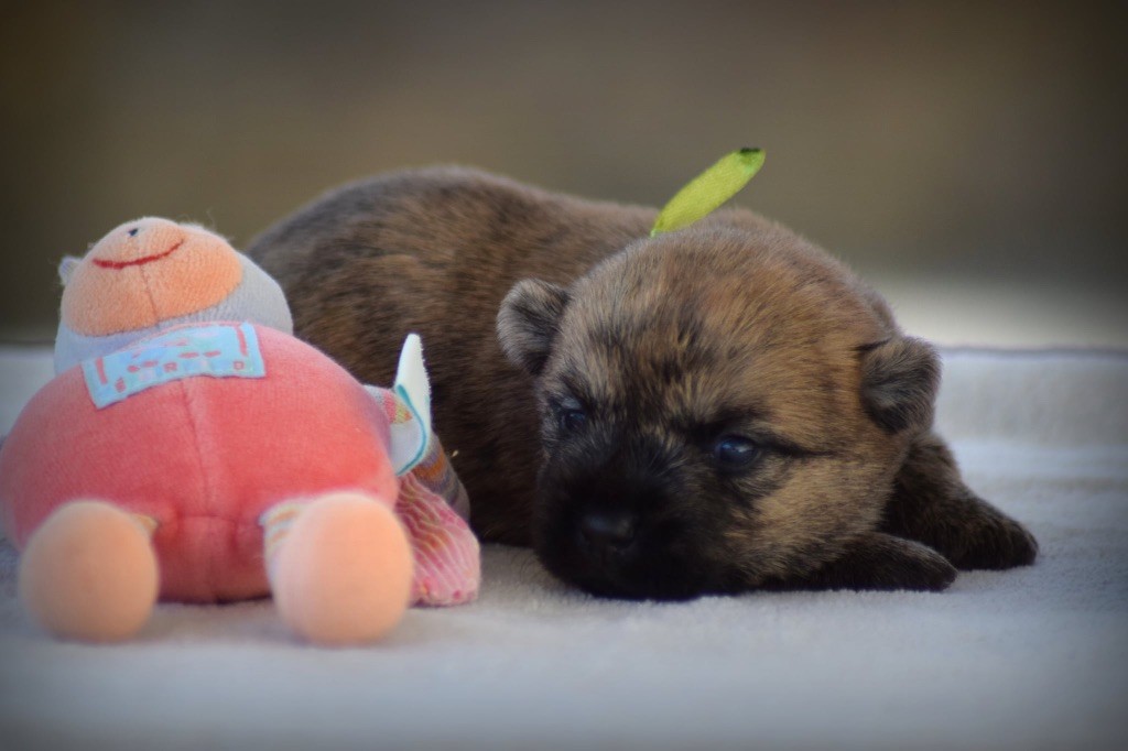 de la vallée Caid - Chiots disponibles - Cairn Terrier