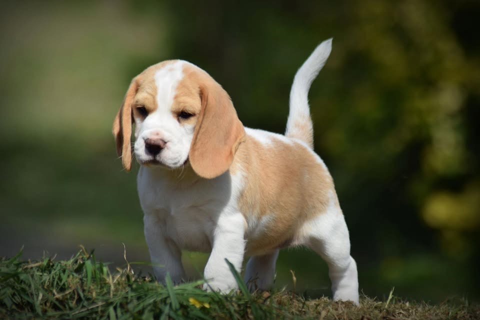de la vallée Caid - Chiots disponibles - Beagle