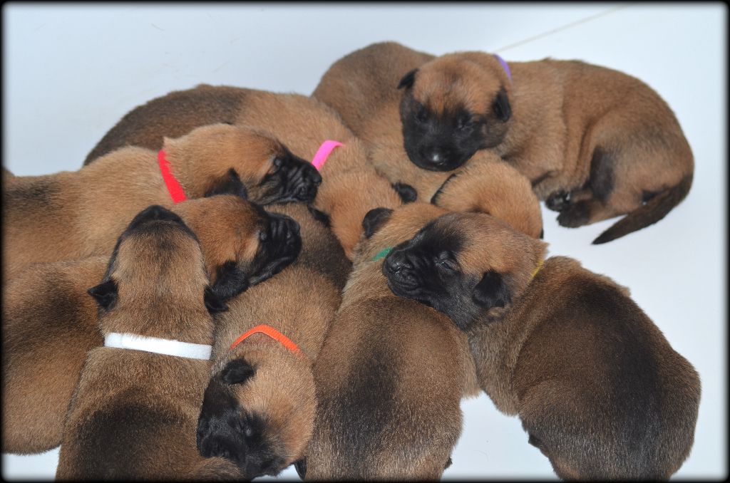 Chiot Berger Belge de la vallée Caid