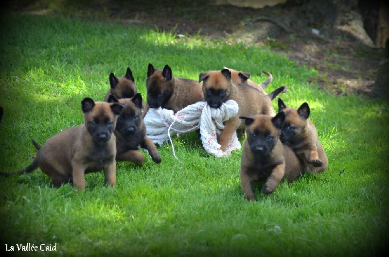 Chiot Berger Belge de la vallée Caid