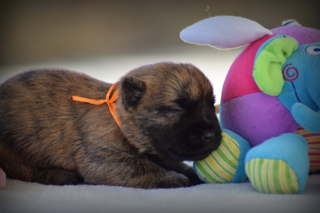 de la vallée Caid - Chiots disponibles - Cairn Terrier