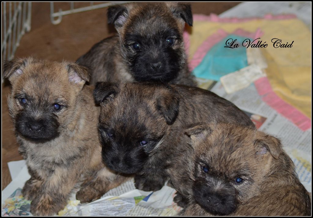 Chiot Cairn Terrier de la vallée Caid