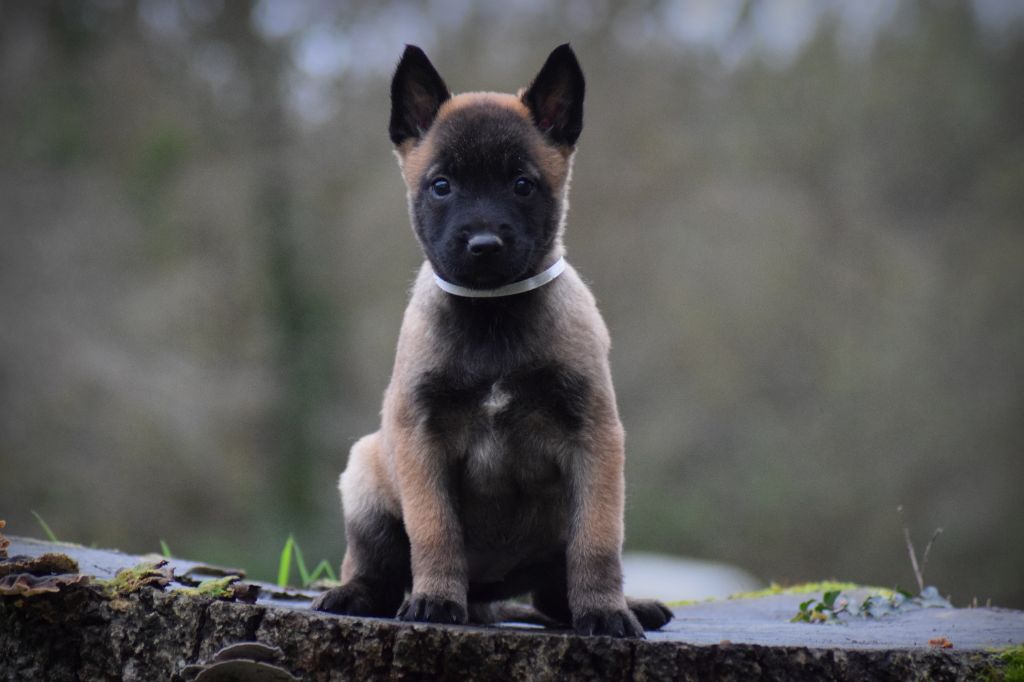 Chiot Berger Belge de la vallée Caid